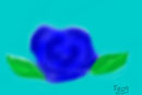blue-rose