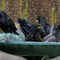 birds by Belinda