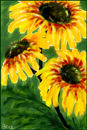rudbeckia