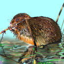 english-water-vole