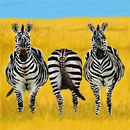 zebra