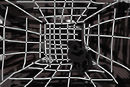 cage