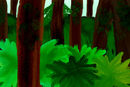 forest1 forest1