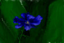 blue-flowler