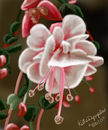fuschia