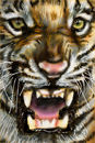 tiger-ambition