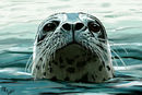 seal seal