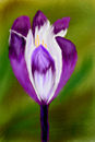 crocus
