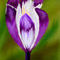 crocus by Danielle1