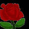rose by Texasso