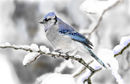 eating-snow eating-snow