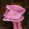pink-mushrooms by kutedymples