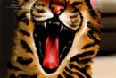 mean-kitty