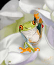 peek-a-boo-frog peek-a-boo-frog