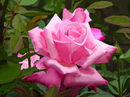 pink-rose