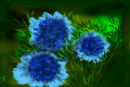 blue-flowers