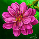 just-a-pink-flower just-a-pink-flower