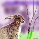march-hare