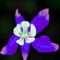 columbine by jelEfshQEn