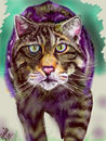 wild-cat