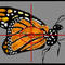 butterfly by jamesbrunken