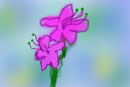 rhodedendron