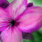 purple-flower by dragonotter