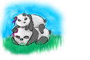 panda