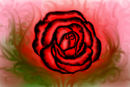 rose