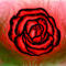 rose by venus666