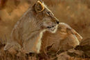 queen-of-the-jungle queen-of-the-jungle