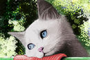 kitty