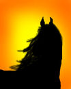 free-spirited-horse