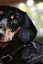 dashy-the-dachshund