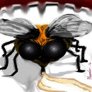 fly