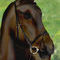horsy-horse by magander