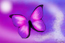 butterfly-life