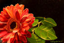 bright-orange-flower