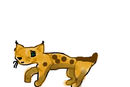 bobcat