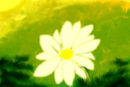 a-beautiful-flower