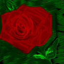 rose