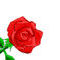 rose by migueln2