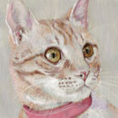 307-cat