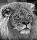 king-of-the-jungle king-of-the-jungle