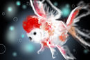 japanese-gold-fishred-