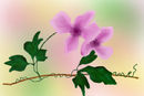 clematis
