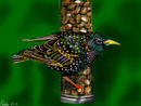 starling