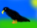 black-crow