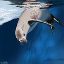 crabeater-seal crabeater-seal